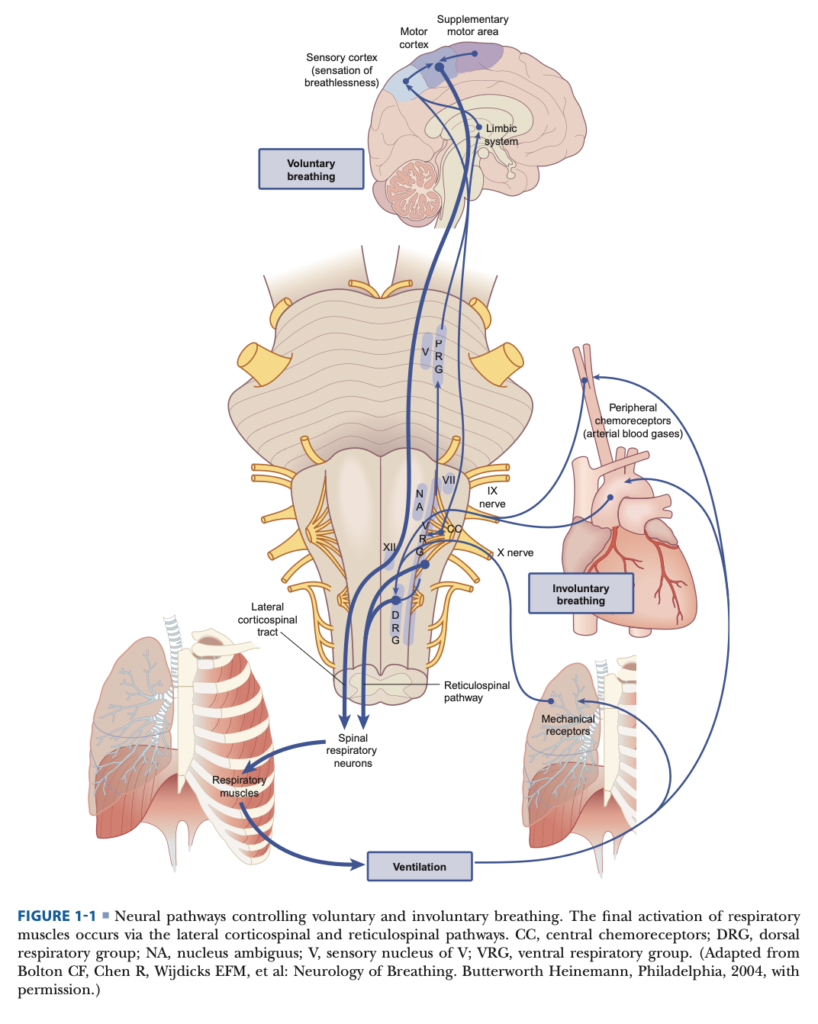Breathing and the Nervous System